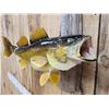 Image 3 : 26" Walleye Real Skin Fish Taxidermy