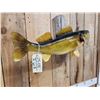 Image 4 : 26" Walleye Real Skin Fish Taxidermy