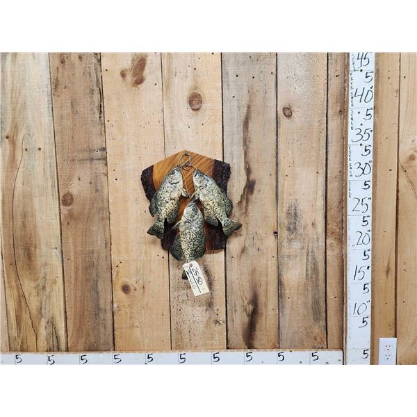 3 Crappie Real Skin Fish Taxidermy