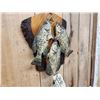 Image 3 : 3 Crappie Real Skin Fish Taxidermy