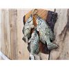 Image 4 : 3 Crappie Real Skin Fish Taxidermy