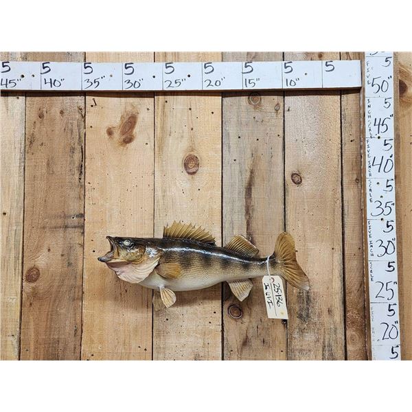 25" Walleye Real Skin Fish Taxidermy