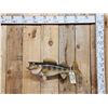 Image 1 : 25" Walleye Real Skin Fish Taxidermy