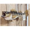 Image 3 : 25" Walleye Real Skin Fish Taxidermy