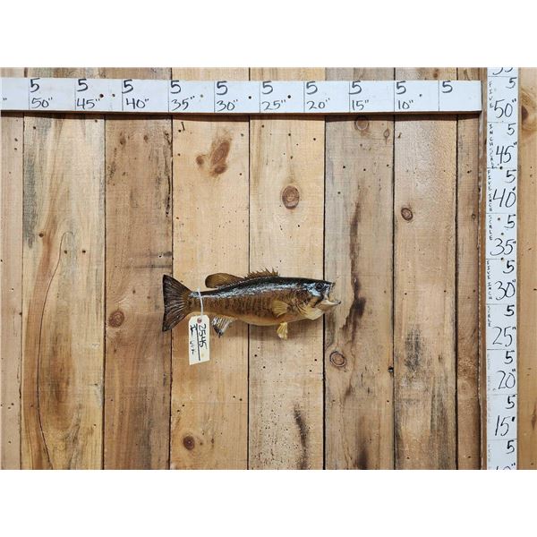 20" Smallmouth Bass Real Skin Fish Taxidermy