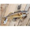 Image 2 : 24" Walleye Real Skin Fish Taxidermy
