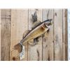 Image 4 : 24" Walleye Real Skin Fish Taxidermy