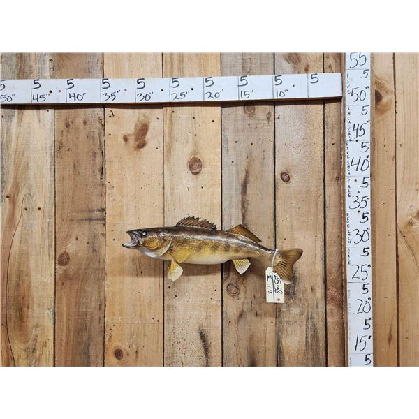 25" Walleye Real Skin Fish Taxidermy