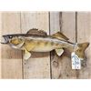 Image 2 : 25" Walleye Real Skin Fish Taxidermy