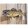 Image 3 : 25" Walleye Real Skin Fish Taxidermy