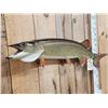 Image 2 : 41" Muskie Real Skin Fish Taxidermy