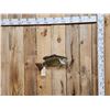 Image 1 : 19" Smallmouth Bass Real Skin Fish Taxidermy