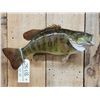 Image 2 : 19" Smallmouth Bass Real Skin Fish Taxidermy