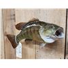 Image 3 : 19" Smallmouth Bass Real Skin Fish Taxidermy