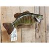 Image 4 : 19" Smallmouth Bass Real Skin Fish Taxidermy