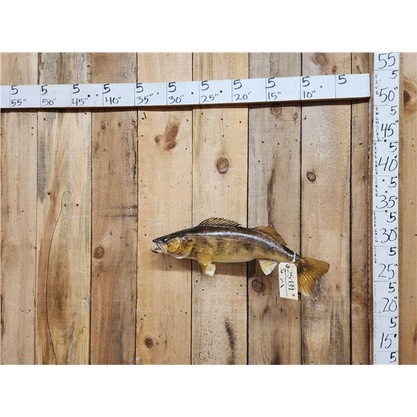 26" Walleye Real Skin Fish Taxidermy
