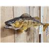 Image 3 : 26" Walleye Real Skin Fish Taxidermy