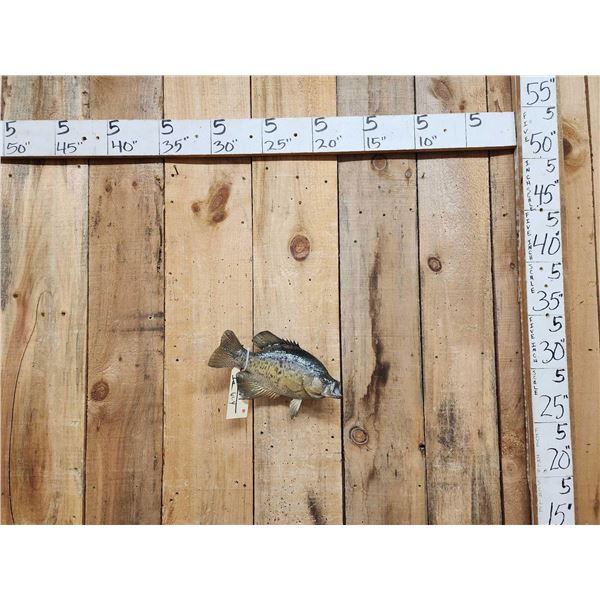 13" Crappie Real Skin Fish Taxidermy