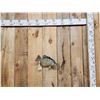 Image 1 : 13" Crappie Real Skin Fish Taxidermy