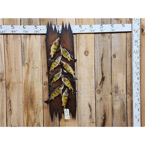 Stringer Of 8 Perch Real Skin Fish Taxidermy