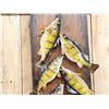 Image 2 : Stringer Of 8 Perch Real Skin Fish Taxidermy
