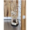 Image 1 : Jack Rabbit Full Body Taxidermy Mount