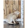 Image 2 : Jack Rabbit Full Body Taxidermy Mount