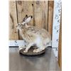 Image 3 : Jack Rabbit Full Body Taxidermy Mount