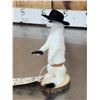 Image 4 : Sheriff Weasel Full Body Taxidermy Mount
