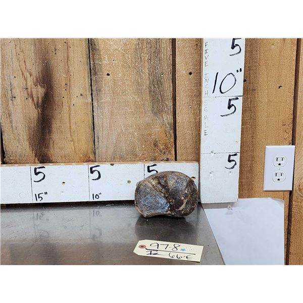 Woolly Mammoth Foot Bone Partially Fossilized Fossil