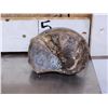 Image 2 : Woolly Mammoth Foot Bone Partially Fossilized Fossil