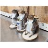 Image 3 : 3 Cute Critters Taxidermy Lot