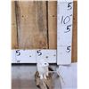 Image 2 : White Weasel Full Body Taxidermy Mount