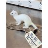 Image 4 : White Weasel Full Body Taxidermy Mount