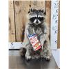Image 1 : Raccoon Eating Cracker Jacks Taxidermy Mount