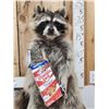 Image 2 : Raccoon Eating Cracker Jacks Taxidermy Mount