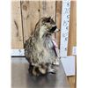 Image 3 : Raccoon Eating Cracker Jacks Taxidermy Mount