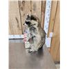 Image 4 : Raccoon Eating Cracker Jacks Taxidermy Mount