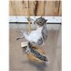 Image 3 : Squirrel On A Stripper Pole Taxidermy