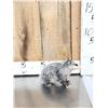 Image 2 : Baby Opossum Full Body Taxidermy Mount