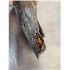 Image 2 : 2 Woolly Mammoth Tusk Sections Fossilized Fossil