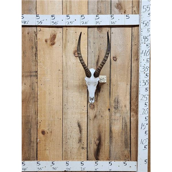 African Blesbok Skull Taxidermy