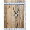 Image 1 : African Blesbok Skull Taxidermy