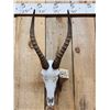 Image 2 : African Blesbok Skull Taxidermy