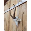 Image 4 : African Blesbok Skull Taxidermy