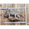 Image 1 : Mountain Lion Cougar Full Body Taxidermy Mount