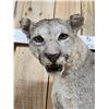 Image 2 : Mountain Lion Cougar Full Body Taxidermy Mount