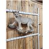 Image 3 : Mountain Lion Cougar Full Body Taxidermy Mount