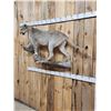 Image 4 : Mountain Lion Cougar Full Body Taxidermy Mount