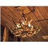 Image 5 : 8 Light Whitetail Antler Chandelier